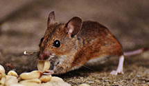 24 Hour & Emergency Exterminators in La Luz, NM